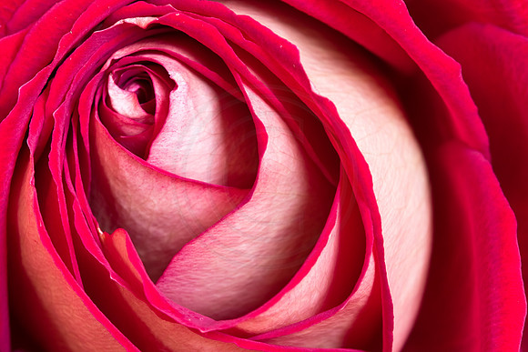 Red Rose