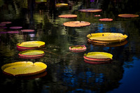 Lilypads-Atlanta Botanical Gardens