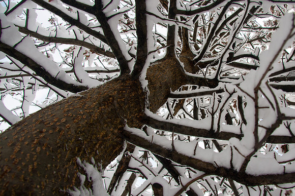Snow on Branches