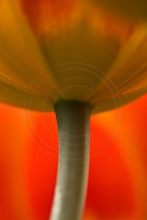 Orange Tulip