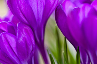 Spring Impressions