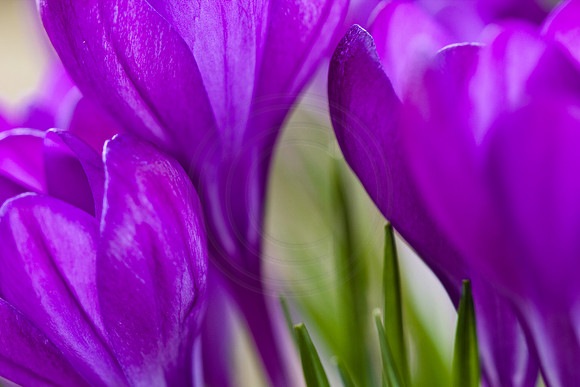 Purple Crocus