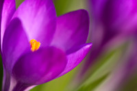 Spring Crocus