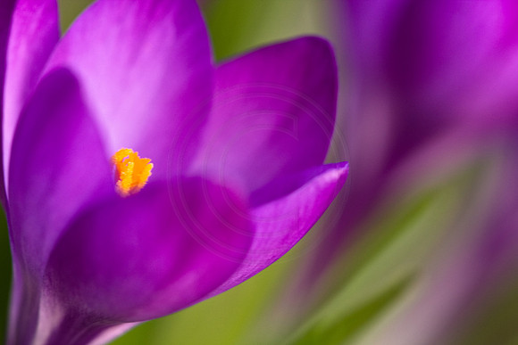 Spring Crocus