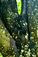 Tree Trunk