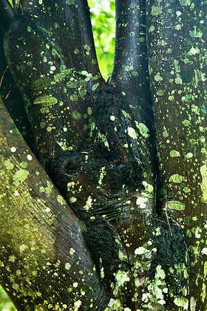 Tree Trunk