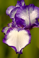 Bi-Color Iris