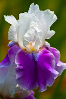 Bi-Color Fusia Iris