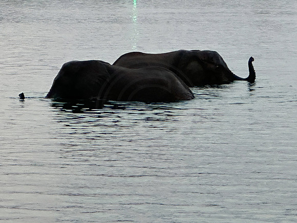 Elephants Bathing - Zimbabwe