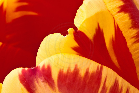 Spring Tulips