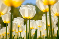 Tulips for Mom
