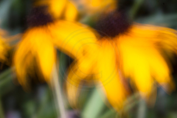 Summer Impressions