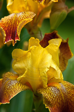 Yellow Iris