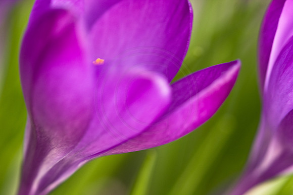 Spring Crocus