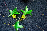 Fallen leaves and Things