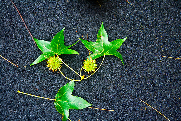 Fallen leaves and Things