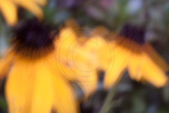 Summer Impressions
