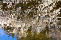 Cherry Blossom Reflection
