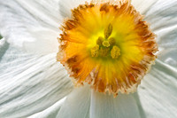White Daffodil