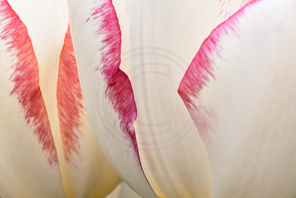 Spring Tulips