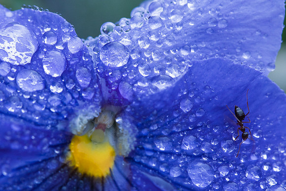 Pansy and Ant