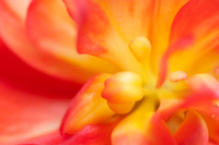 Begonias