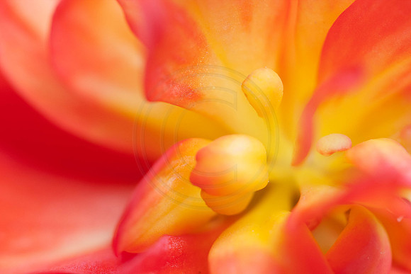 Begonias