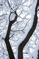 Snow on tree trunks