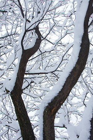Snow on tree trunks