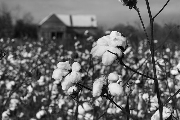 Cotton Farm II Photographic Print