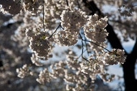 Cherry Blossoms