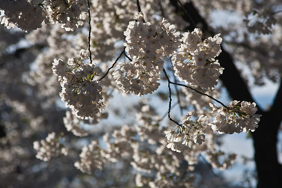 Cherry Blossoms
