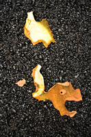 Fallen Tree Bark