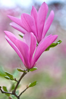 Tulip Tree