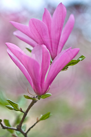 Tulip Tree