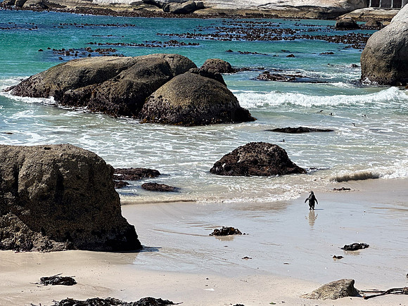 Boulder Beach - Capetown, SA