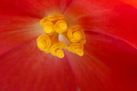 begonias