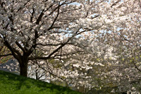 Yoshino Cherry Tree