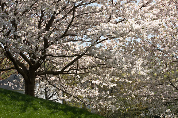 Yoshino Cherry Tree