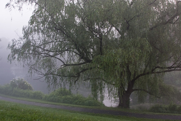 Fog