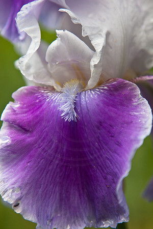 Iris-Lavender