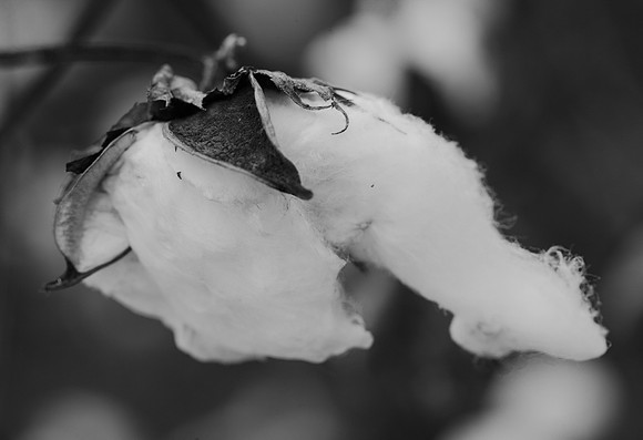 Harvest Ready Photographic Print