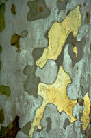 Tree Patterns