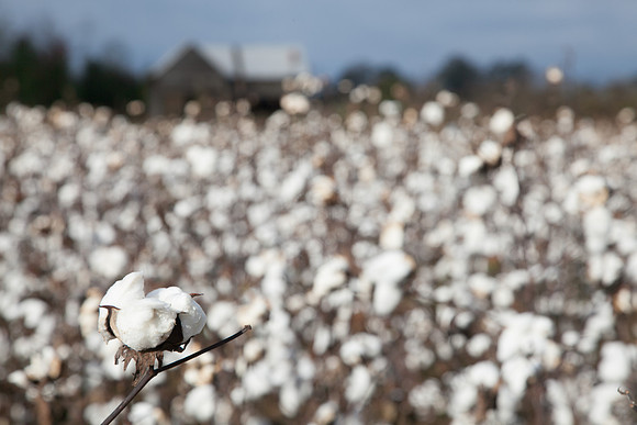 Cotton Farm I Photographic Print