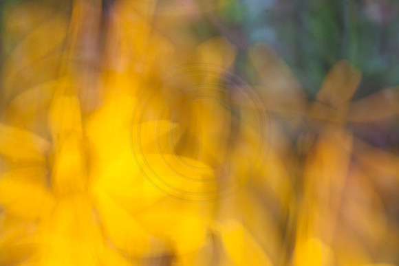 Summer Impressions