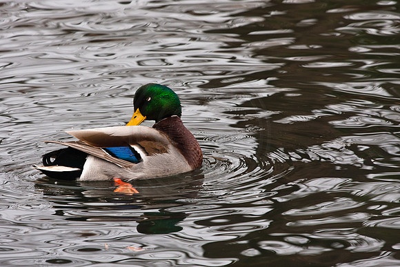 Mallard Duck and Reflection