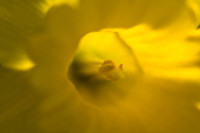 Eye of the Daffodil