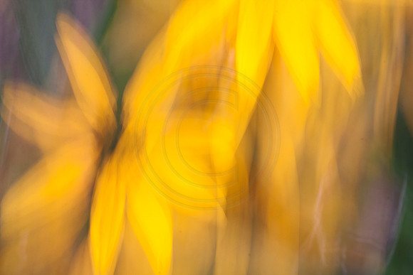 Summer Impressions