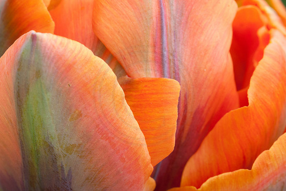 Spring Tulips