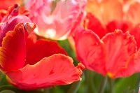 Tulips in Sun